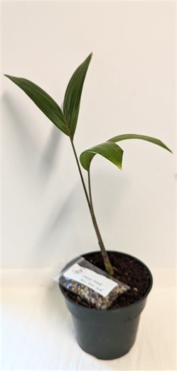 Organic Foxtail Palm: Easy Care Plant in 4 Inch Pot - Etsy