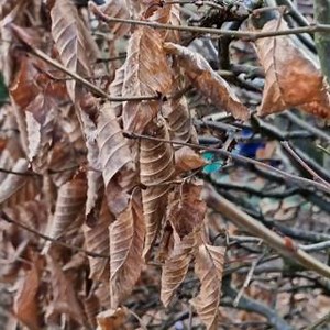 Shake it up baby! Hornbeam and beech hedges provide texture and sound in the winter months – but they also play an important role as a wildlife habitat. As a semi-evergreen shrub/tree, they keep their leaves over winter and their dense foliage provides shelter, nesting sites and food for birds and small mammals. Insects like to hibernate among the crispy leaves and in the spring and summer hornbeam provides food for a number of moth species. Think about where you might be able to plant a nature-
