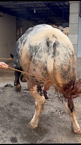 2.6M views · 14K reactions | Belgian langia #sapi #cow #bull | Revan Dolan Kandang | Facebook