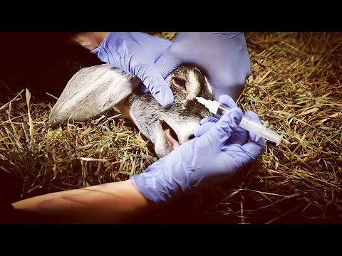 GIVING SHOTS TO THIS GOATS EYELID... WHY? How To Fix an Entropion Eyelid in Goats