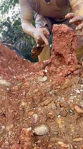 39 reactions | Indonesia is rich in gold #indonesia #rich #gold #goldmining | Nepri Andries | Facebook