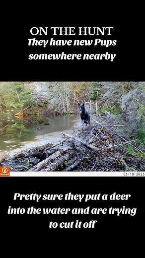 This is the Black Alpha Male and Blonde Alpha Female from a small pack nearby. She is clearly nursing a litter. From this video and a couple of pics and my familiarity of the terrain there, they VERY LIKELY pushed a deer into the water right there. He is attempting to cut it off and she has decided to watch the point in case the prey doubles back. I wonder how long the pursuit has gone to that point ? Amazing hunters, WOW #wildlife #outdoors #beaverdam #wolf #predator #prey #hunter #hunted #wolf