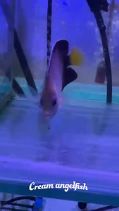 Cream Angelfish😍 | Aquarium Macallum