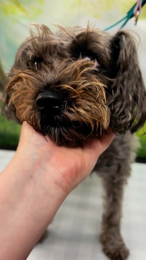 Stella getting my favourite Asian fusion style schnauzer face ❤️ | Lunabelle’s grooming
