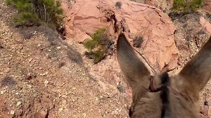 WHITE EYES DIES HILL , TRINITY, GUS, HANDSOME JACK, CAROLINE, GRAYLIE AND WYATT | Max Bishop