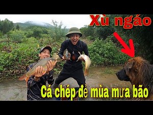 Truy Tìm Dấu Vết Cụ Hổ Mang Và Màn Dượt Đuổi Cá Chép Đẻ| SBATVC