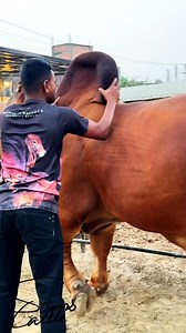 Look at the Hefty, Muscular Pure Brahman Bull and His Thick, Deep-Colored Hump — A True Mark of Royalty and Vigor! 🔥🐂🌿#PureBrahman #RoyalHump #BullStrength #CattleMajesty #MuscleBull #BullShowcase #DesiCattle #HumpPower #BullOfKings #reels #reelsviral2025 #viral #trend #bulls #cattle #cows #foryoupage #sumonscattle | SUMON’S CATTLE