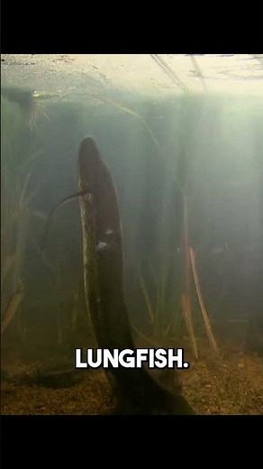 West African Lungfish