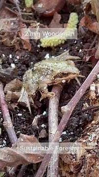 2 Minute Woodsman. Coppicing Hazel.