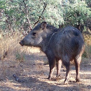 🔊 Sound up to hear a javelina barking out an alarm call! I'm not sure what spooked him, but it is a very busy game trail for both predators and prey. . . . . #javelinas #trailcamera #arizona🌵 #azwildlife | Coyotecams