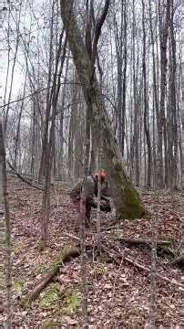 Big ash tree bore cutting technique 🤙 #shorts #chainsaw #logging #tree #lumberjack #timber #logger