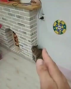 3.3K views · 58 reactions | Ah, my dear young apprentices, witness the exhilarating spectacle of our nimble-feline friend mastering the ancient art of Wing Chun Kung Fu. Prepare for merriment and marvel as the claws of wisdom clash with the paws of adorability. May your spirits be lifted and your passion for kung fu reignite with this delightful performance. . . . #WingChun #GloriousMeowster #KungFuKitty . . Repost from IG: maactioncinema | Fighters club | Facebook