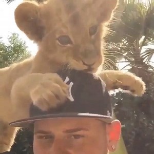 The General and John Mcintosh #ElGeneralitoForever #SaveLions | The Black Jaguar-White Tiger Foundation