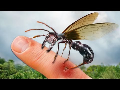 STUNG by the Most Painful Insect in the Animal Kingdom!