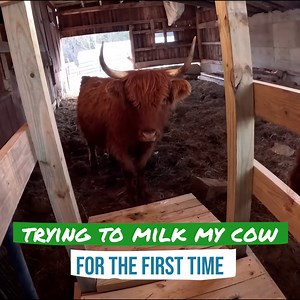 Can I Milk My Beef Cow? | Gold Shaw Farm
