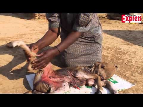 Calf born with ‘human’ head