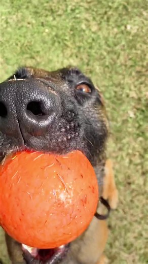 Jerry Lee K9 no TikTok