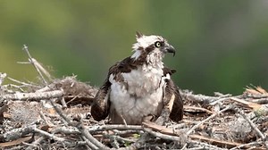 Osprey Chicks Nest Stock Footage Video (100% Royalty-free) 1110940151 | Shutterstock