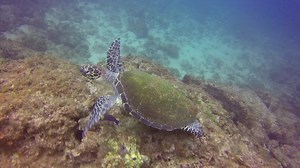 Descending upon a hawksbill turtle having brunch is pretty sweet. We could have hung out with this turtle all day. Local dive site, Argentina Point just ten minutes from Playa del Coco, Costa Rica Descender sobre una tortuga carey que brunch es bastante dulce. Podríamos haber colgado fuera con esta tortuga todo el día. Buceo local, Punta Argentina a sólo diez minutos de Playa del Coco, Costa Rica | Sirenas Adventures Costa Rica