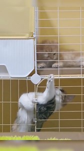 Panorama Gif on Reels