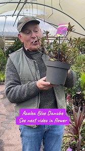 adds WEBSHOP https://pergolanurseries.ecwid.com/ AZALEA “BLUE DANUBE “ hardy dwarf evergreen shrub . Smothered in clusters of cerise /purple bell like like flowers in spring. . Good in pots or beds . Position sheltered from early morning sun. Planting time is from now Available in WEBSHOP https://pergolanurseries.ecwid.com ALL IRELAND DELIVERY 🚚 32 Counties Pergola Nurseries Garden Corner, Virginia, Co Cavan “A gardeners oasis of quality plants “ Open Tuesday to Saturday 10.3-5 Open Sundays 2-5