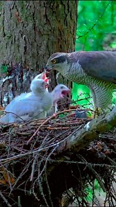 5.8K views · 47 reactions | eagle feeding his chicks  #eagle #feed #nature #wildlife #nest #tree | Bird Lovers | Facebook