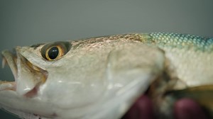 The development of the ELEMENT z2 Inshore has been a passion project! We know you are going to love it #AmericanMade #z2 #Inshore #Inshorefishing #MostAffordableAmericanMadeRod #CashionRods | Cashion Fishing Rods