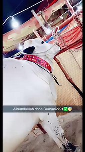 1.1K views · 36 reactions | Rayyan Tariq Home qurbani 2021 ♥️ MashAllah Allah qabol frmaye bhai ki qurbani.  | Cow Mandi Of Islamabad | Facebook