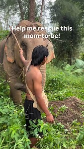 20K views · 3.1K reactions | Please help me rescue gorgeous...