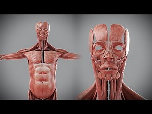 3D Human Male Muscular Anatomy