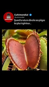 116K views · 165 reactions | La Dionée attrape-mouche ne chasse pas par hasard : elle attend patiemment qu’une proie touche ses capteurs au moins deux fois, puis referme ses mâchoires en une fraction de seconde. Une araignée s’aventure… et en un éclair, le piège se referme. Un chef-d’œuvre d’évolution, précis, rapide et redoutablement efficace. Abonnez-vous à @cultimondial pour découvrir chaque jour les merveilles fascinantes du monde vivant. | Cultimondial | Facebook