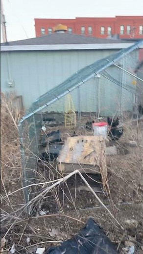 1St Time Seeing Black Cock.