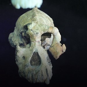 Científicos de la Universidad de Etiopía en África, anunciaron un impresionante e histórico hallazgo: se trata de un cráneo perfectamente preservado perteneciente a un Australopithecus anamensis de hace 3,8 millones de años de antiguedad. | La Tercera
