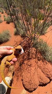 Releasing a Mitchell’s Bearded Dragon (Pogona minor mitchelli) Pilbara region, Western Australia. 🪃🏜️🇦🇺 #nyamalcountry #pilbara | Mick Fullerton Wildlife