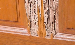 What Does Termite Damage Look Like? | Active Pest Control