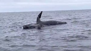 Explosion d'une baleine morte dans l'océan Pacifique
