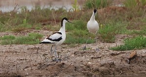 Pied Avocet (反嘴鹬,Recurvirostra avosetta) couple raises the young. Striking and essentially unmistakable -- with elegant shape, and long, slender, upcurved bill. ❤柒玥拍鸟 ❤❤❤ #Nature #Peace #China #Wildlife #birds #travel #beauty #beautiful #love | Lin hillside