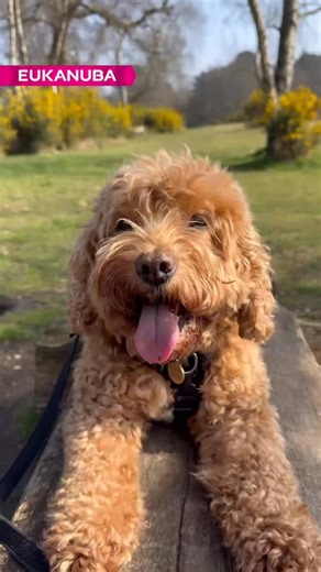 1.2K views · 15 reactions | May your days be full of wagging tails and pure happiness  Poppy the Cockapoo’s got it nailed, powered by Eukanuba and ready to spread those feel-good vibes this spring  #EukanubaUK #CockapooVibes #SpringDay | Eukanuba UK | Facebook
