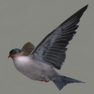 NoneCG 3D models - Animated Swallow