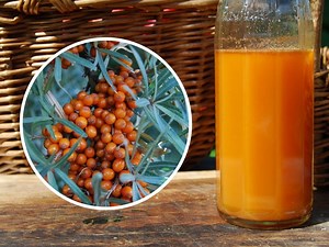 How To Forage Sea Buckthorn - Nature's Superfood - Woodland Classroom