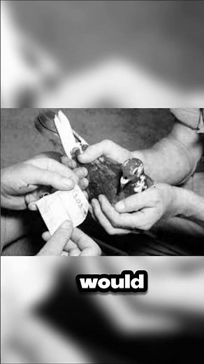 The Genius Carrier Pigeon Of World War 2 #ww2history #ww2 #pigeon #militarytactics #wwiihistory