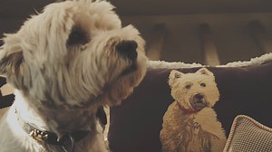 Desde hace ocho años, Juan Gatti y su perro son inseparables. El diseñador de carteles de cine siempre va con su mascota a sus reportajes http://ow.ly/lDGc30bsQGT | El País Semanal