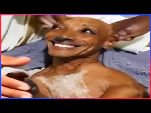 Best Funny Videos Of 2025 😂 TRY NOT TO LAUGH Funny Videos