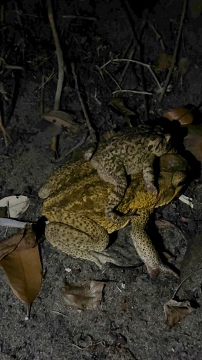 Love is blind! A peculiar discovery, two breeding toads! What's curious is that they are different species. The little guy on top is a native Floridian southern toad, the plump toad on the bottom... well she is an invasive, non-native Cane toad from South America. It is unlikely they would produce offspring, but alas, Emily Dickinson was right: "The heart wants, what it wants!" #florida #southamerica #toads #amphibian #frogs #nature #wildlifephotography #bizzare #strange #weird | Jeff Corwin