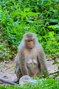 Pity poor female monkey cry asking young male monkey why do like this on her #reelsvideo #reel #cutemonkey #babymonkey #newbornbabymonkey | All Videos