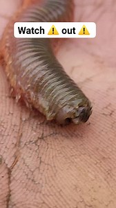 2K views | These sandworms are excellent fishing bait just handle them carefully they can bite 缾 #viral #outdoors #nature #wild #worms | Wayne Bishko | Facebook