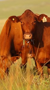 Bovelder Beauties 👌 #bovelder #bovelders #boveldercattle #bovelderstudiegroep #harrismith #boer #boerdery #beesboer #beesboerdery #plaas #plaaslewe #landbou | Agri Bemark