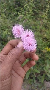 suno Chanda 💕🌹🎉👍