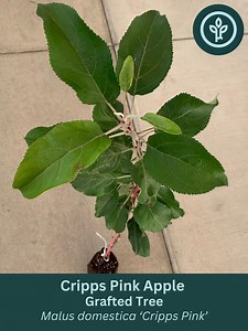 Cripps Pink Apple Tree | Grafted Fruit Tree | Ships in Jumbo Ellepot - Etsy