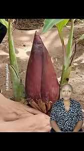 2.5K views · 31 reactions | Getting banana in less than 190 days #fypシ #postviralシ #everyone #farmlife #followme | Joylifeventures | Facebook